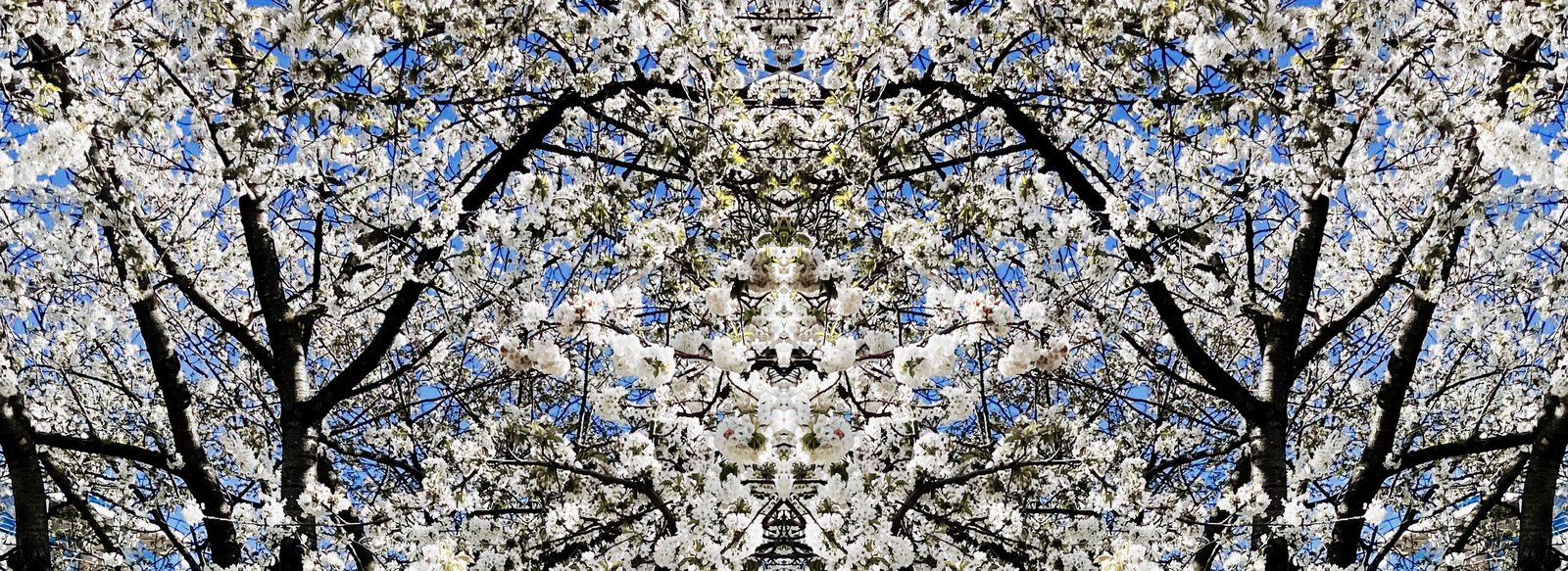 A blossom-lined path in west London, with a cyclist